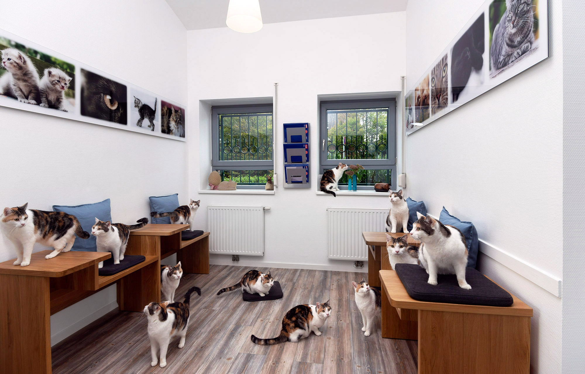 wartebereich-allerheiligen-katzen-tierarztpraxis-pauline